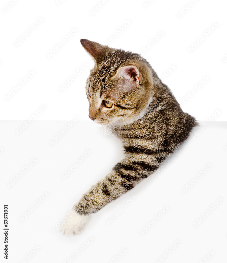 Fototapeta premium Cute kitten with empty board. isolated on white background