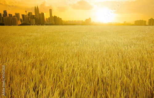 Canvas Print kuala lumpur skyline over grass land field suring sunset