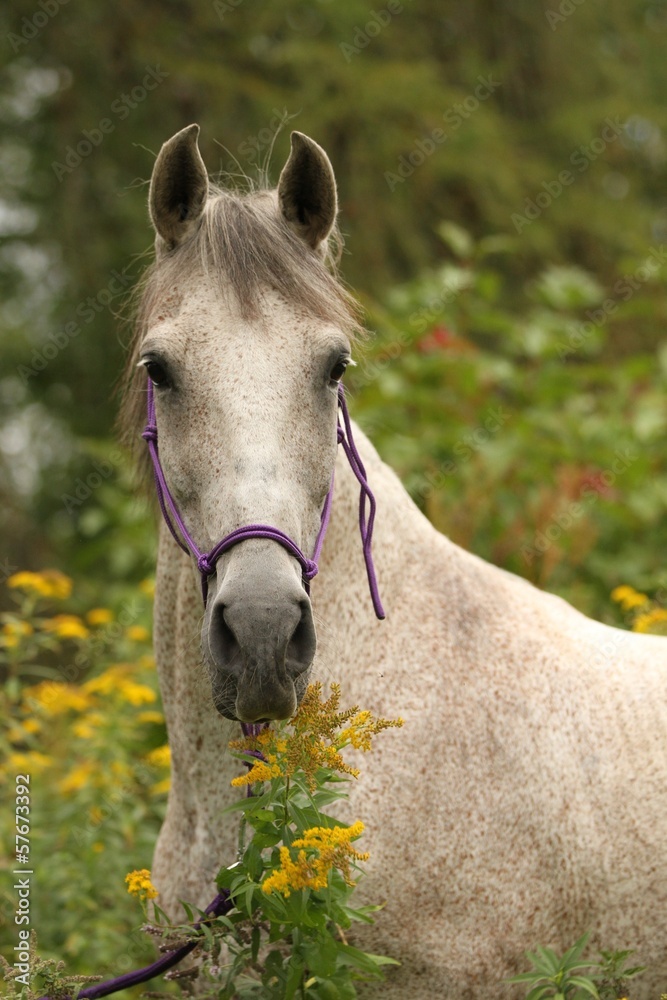 Obraz premium Andalusier in Blumen