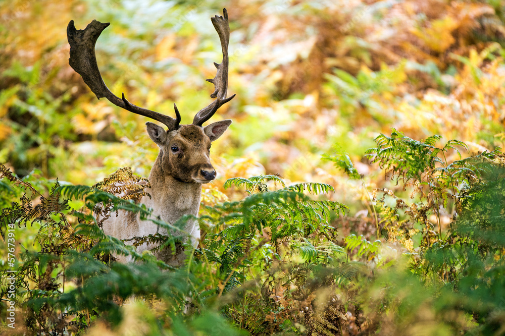 Fototapeta premium Fallow Deer