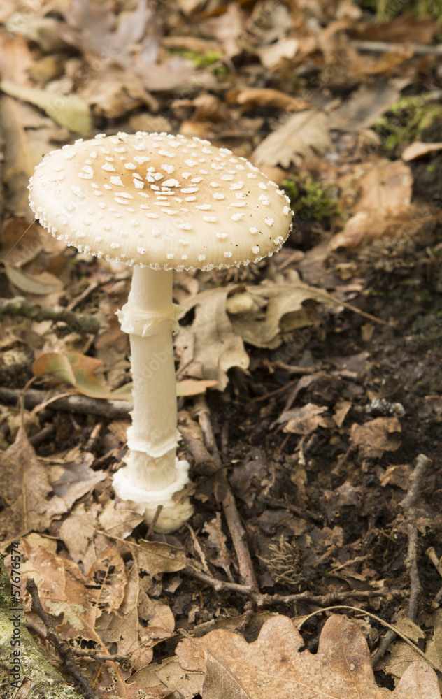 Mushroom Mushroom