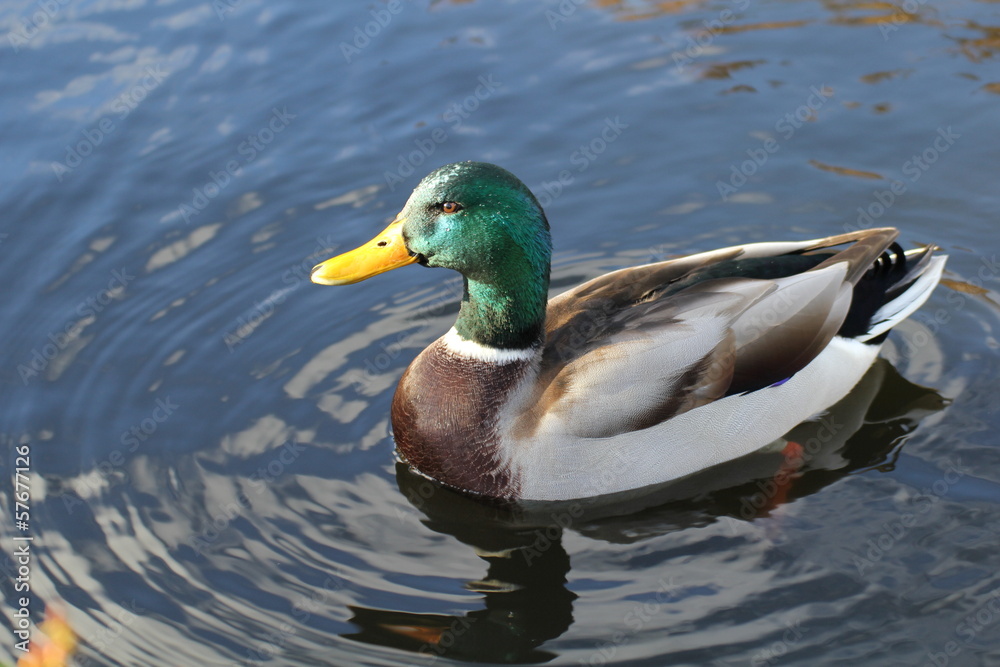 Colvert, canard, mallard Colvert, canard, mallard