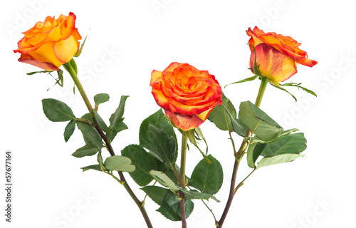 Fototapeta Naklejka Na Ścianę i Meble -  beautiful orange single rose bud isolated