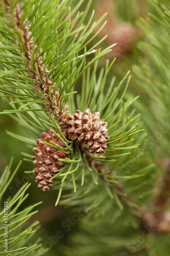 Pine Cone