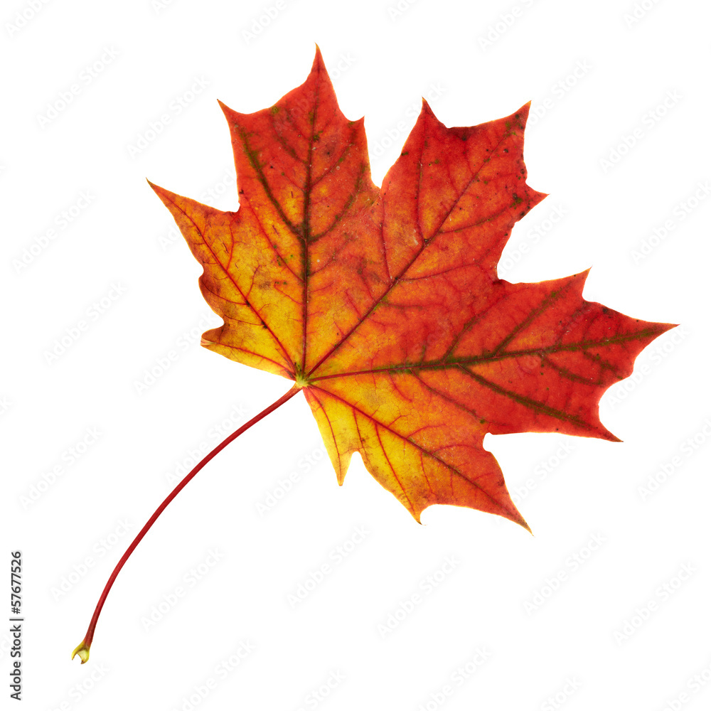 Obraz premium Maple-leaf isolated over white