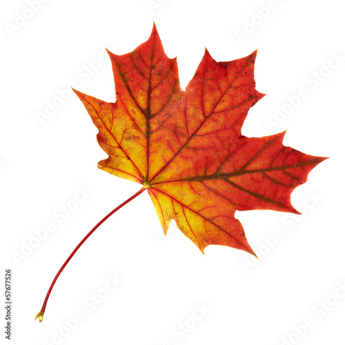 Maple-leaf isolated over white