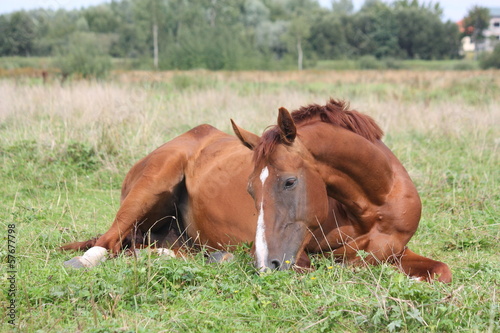Happy horse rolling in the grass