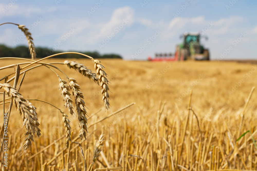 Naklejka premium Wheat straws after harvest and tractor plowing a stubble field