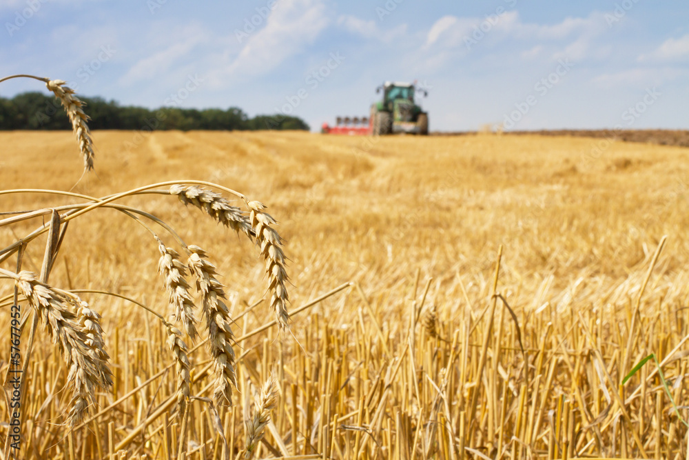Fototapeta premium Wheat straws after harvest and tractor plowing the field, space copy for text