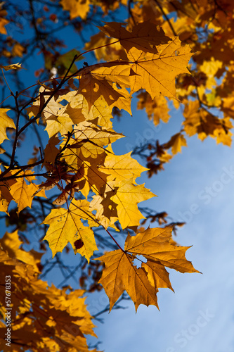 Yellow maple leaves against the sky