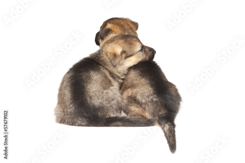 two sad puppies isolated over white background