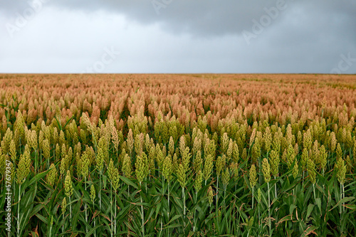 field of sorghum photo