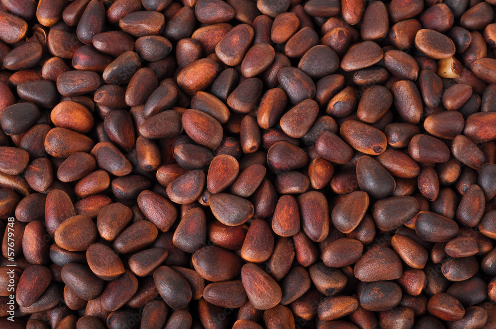 Background of cedar nuts Background of cedar nuts