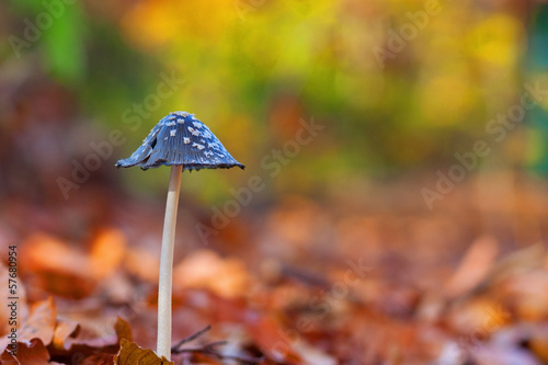 Magpie fungus in colorful environment
