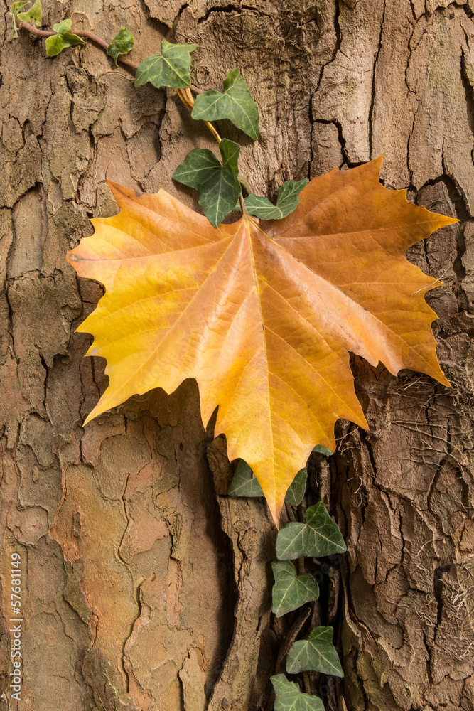 Herbstlaub