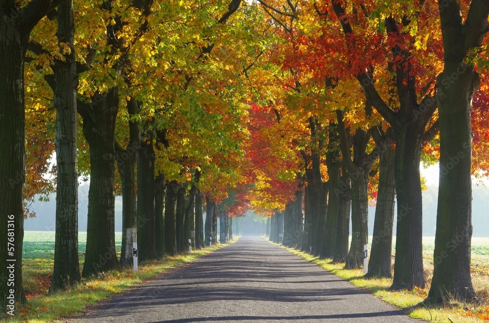 Allee im Herbst - avenue in fall 28