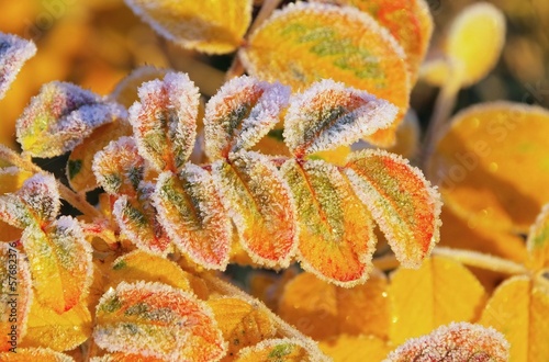 Rosenblatt mit Raureif - rose leaf with hoarfrost 01 photo