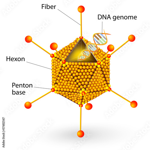 Structure of adenovirus. Vector diagram