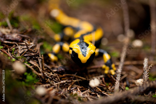 kleiner schwarz gelber feuersalamander im wald grüner moos photo