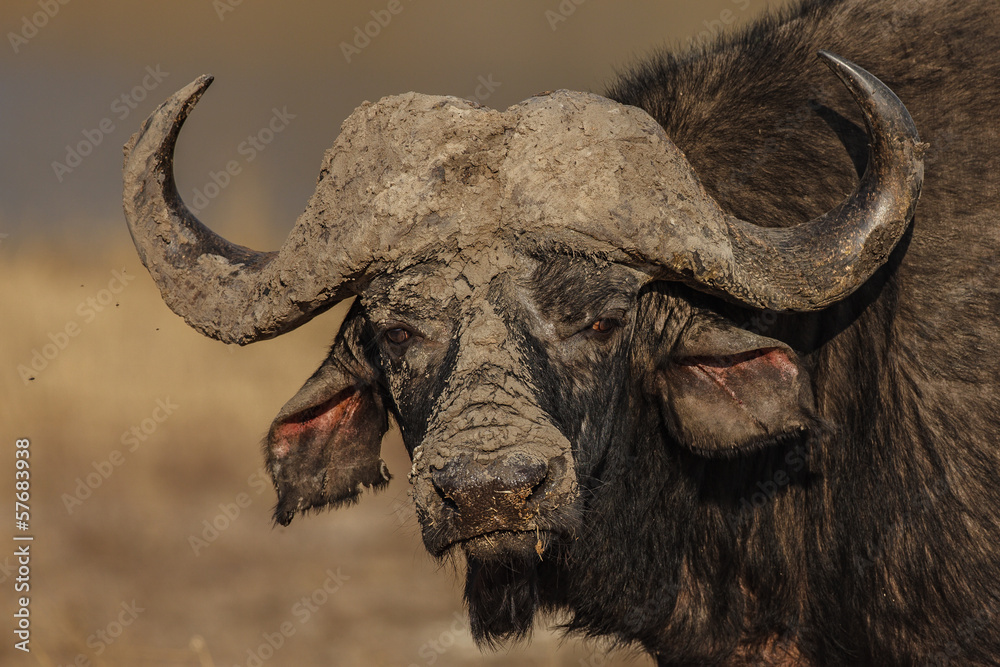 Obraz premium Muddy Horns