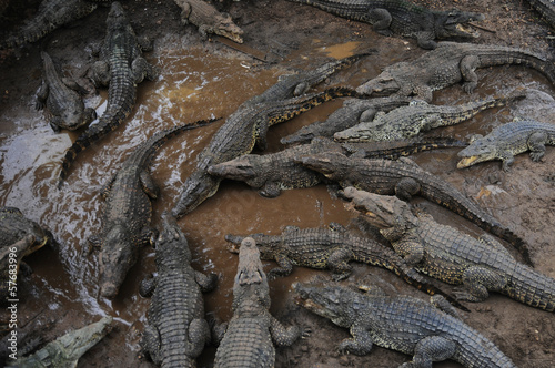 Cuban crocodile farm