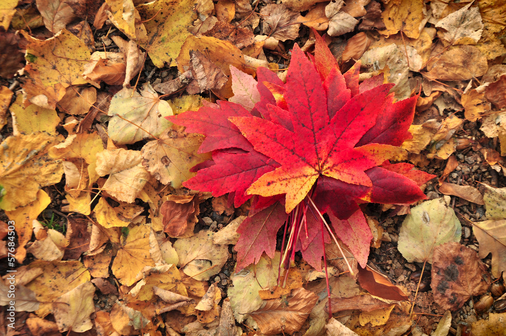 Autumn leaves background Autumn leaves background
