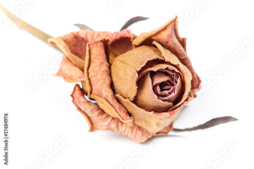 Fototapeta Naklejka Na Ścianę i Meble -  Dry Rose