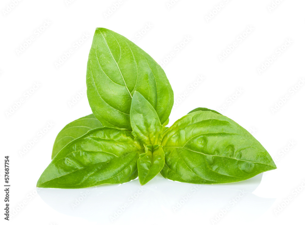 Obraz premium Fresh basil