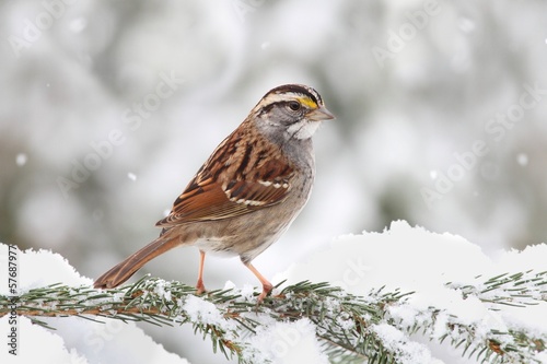 Naklejka Ptak w śniegu