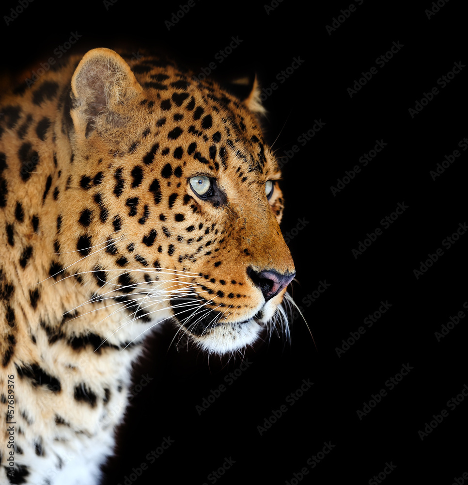 Obraz premium Leopard