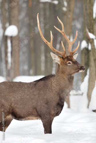 Wallpaper Mural Deer Torontodigital.ca