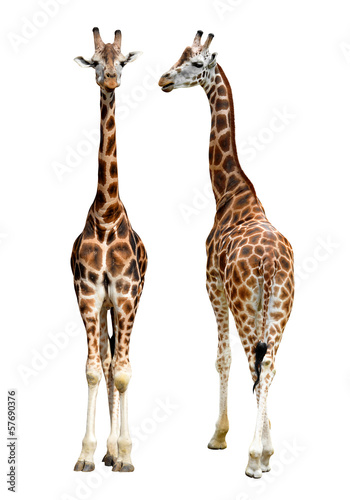 giraffes isolated © vencav