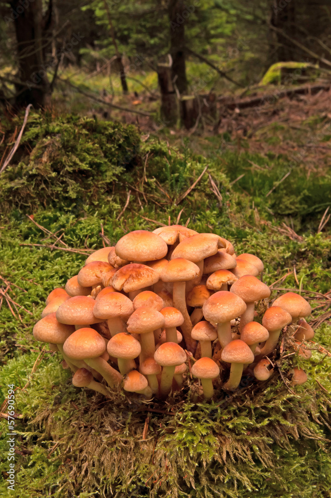 Cluster of mushroom Cluster of mushroom