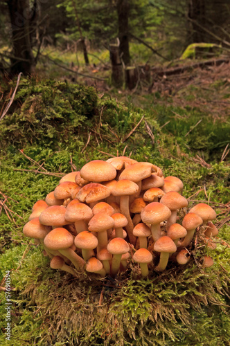 Cluster of mushroom