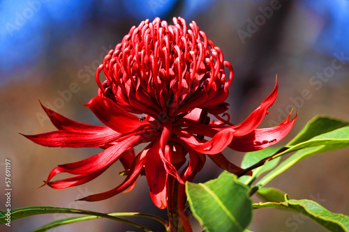 Fototapeta Naklejka Na Ścianę i Meble -  Australian Waratah