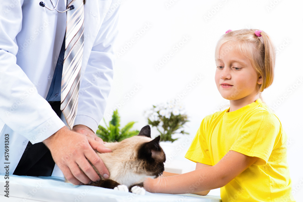 girl brought the cat to the veterinarian girl brought the cat to the veterinarian