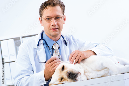 Fototapeta Naklejka Na Ścianę i Meble -  vet checks the health of a dog