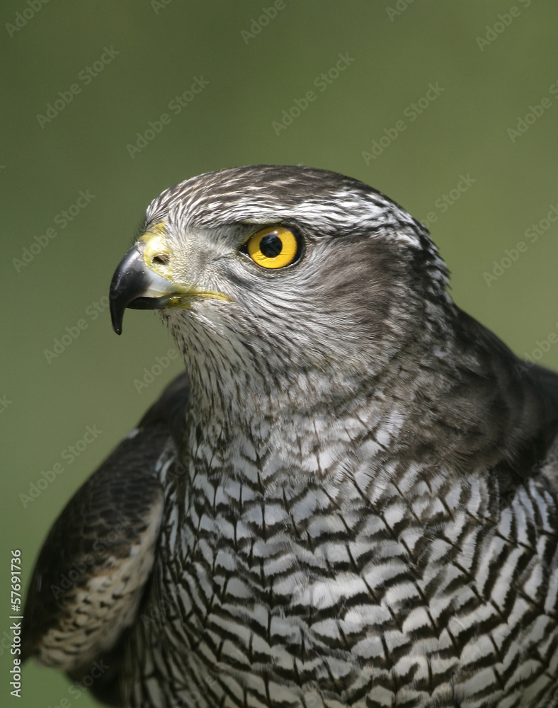 Fototapeta premium Goshawk, Accipiter gentilis