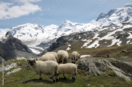 Sheep in front of Monte Rosa in Swiss Alps