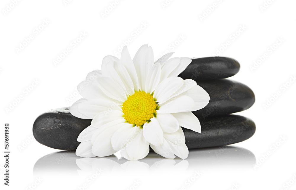 zen basalt stones and daisy isolated on white zen basalt stones and daisy isolated on white