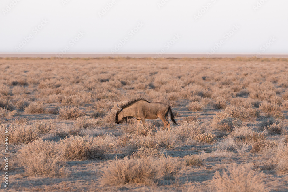 Naklejka premium wildebeest