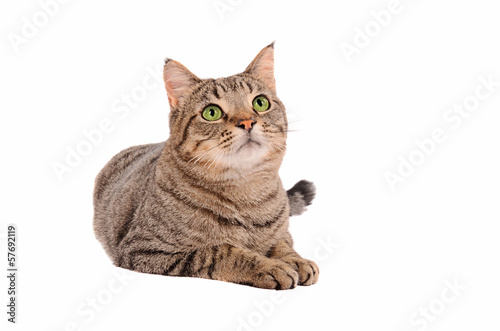 Bright green eyed tabby cat on white background