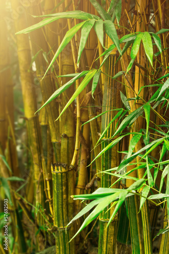 Bamboo trees #57692503