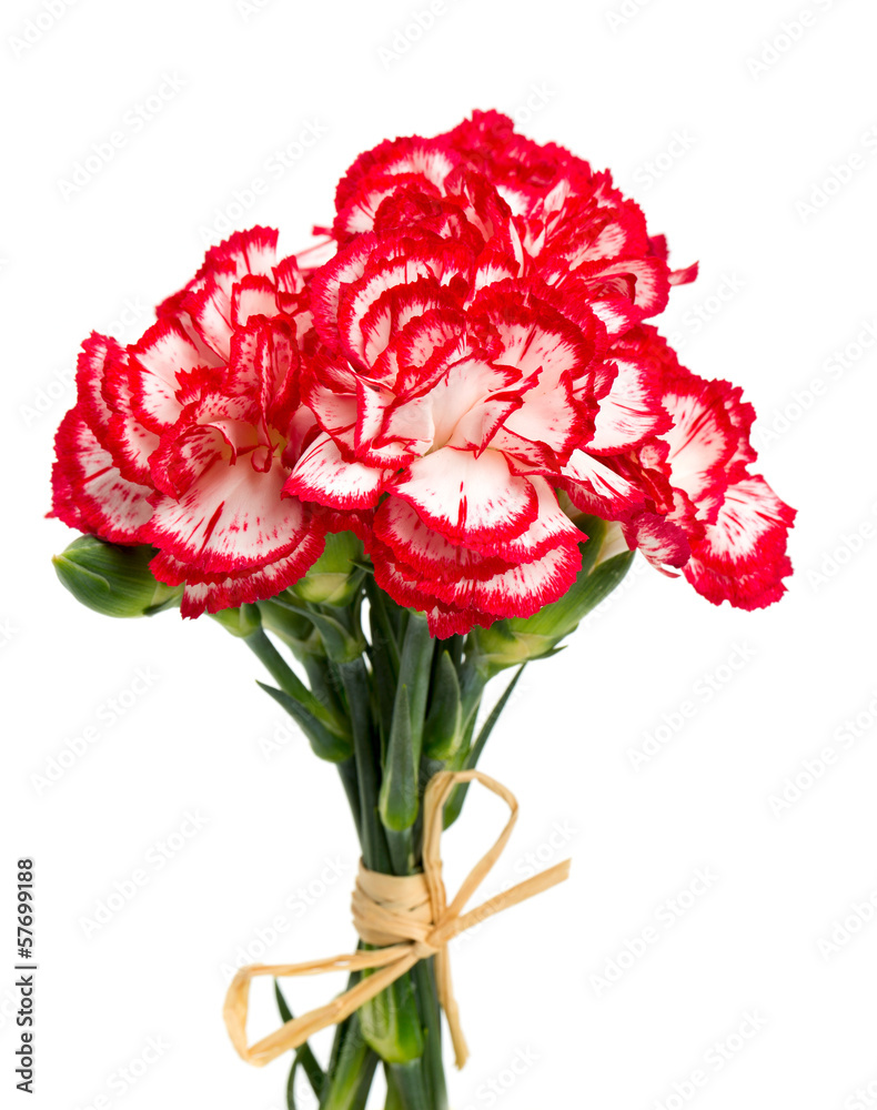 beautiful pink carnations isolated on white Stock Photo | Adobe Stock