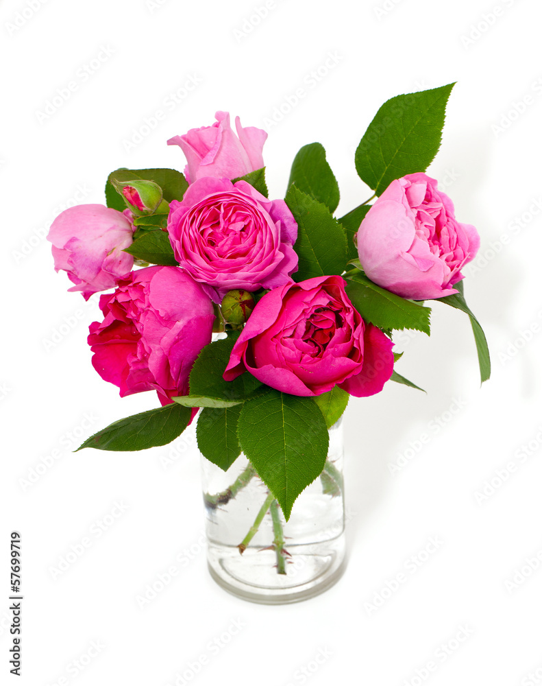 Fototapeta premium pink roses over white