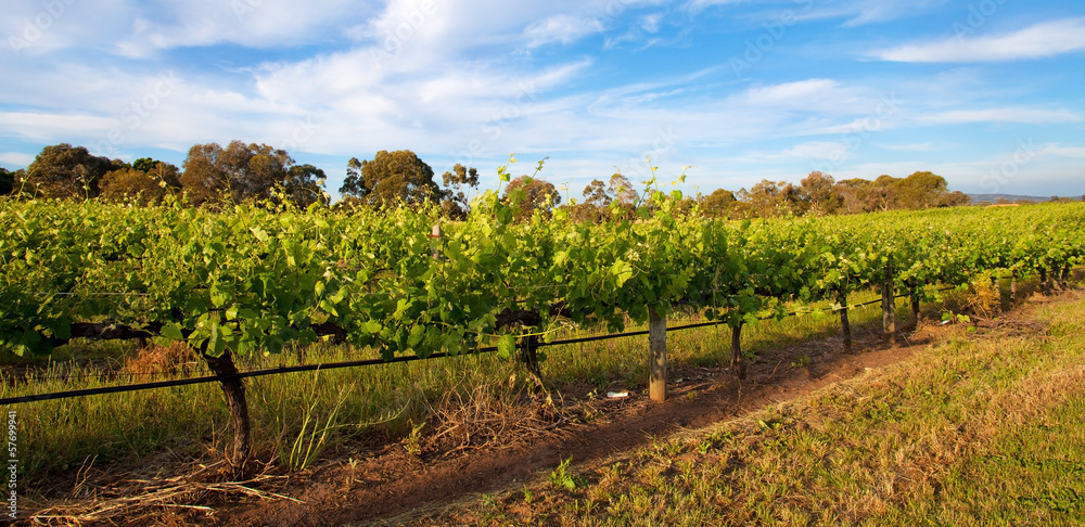 Vineyards in Swan Valley, near Perth, Australia