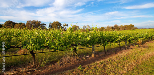 Vineyards in Swan Valley, near Perth, Australia