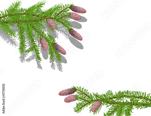 green fir branches with cones isolated on white