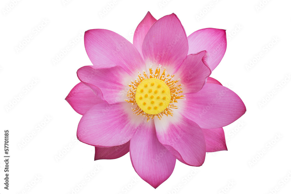 pink lotus isolated white background