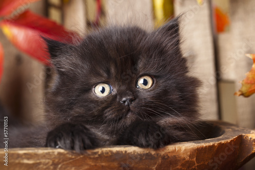 Fototapeta Naklejka Na Ścianę i Meble -  black kitten